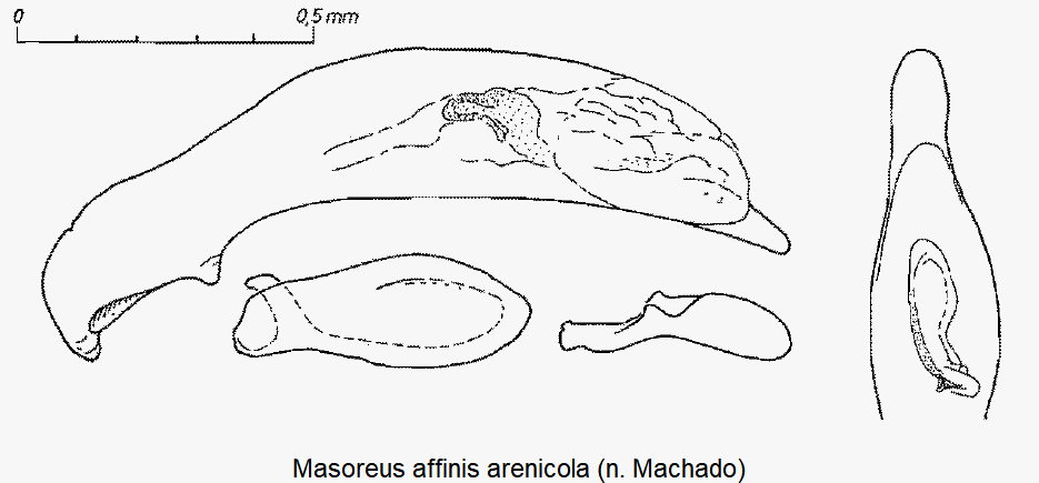 MASOREUS ARENICOLA1
