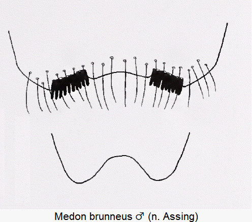 MEDON BRUNNEUS