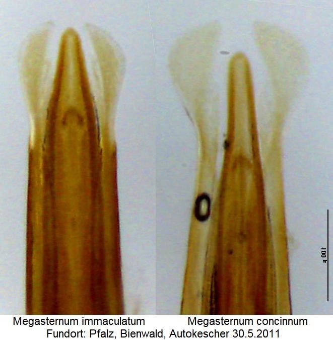 MEGASTERNUM CONCINNUM