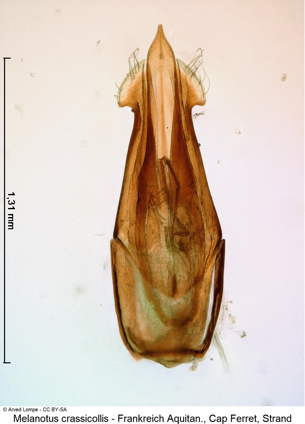 MELANOTUS CRASSICOLLIS