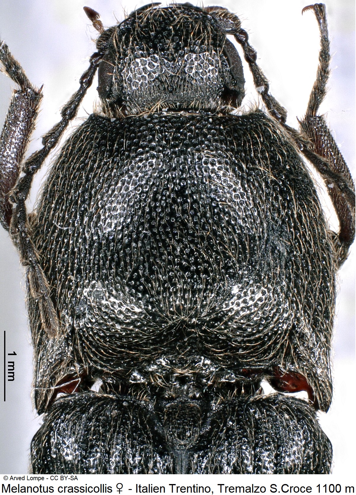 MELANOTUS CRASSICOLLIS