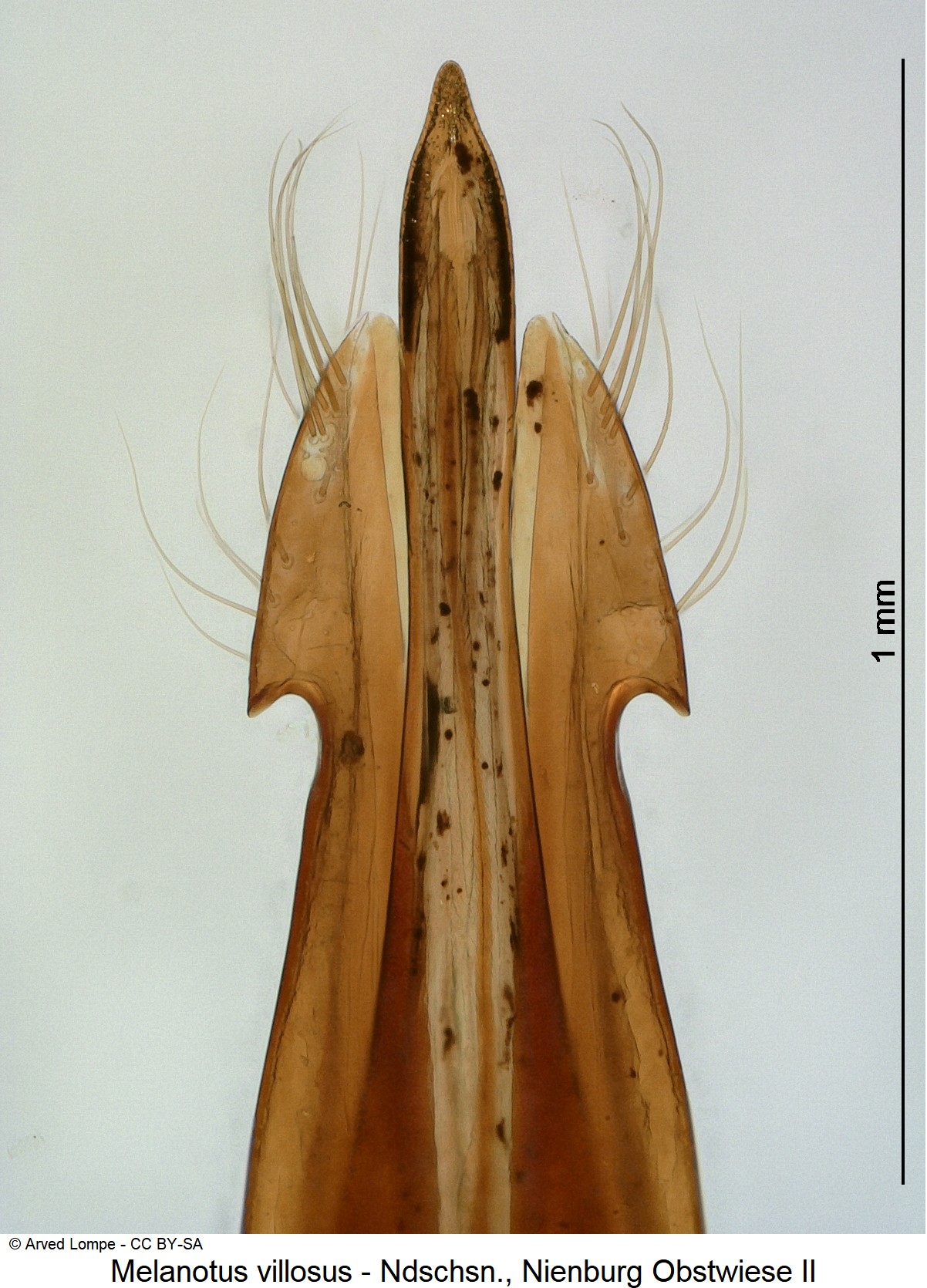 MELANOTUS VILLOSUS
