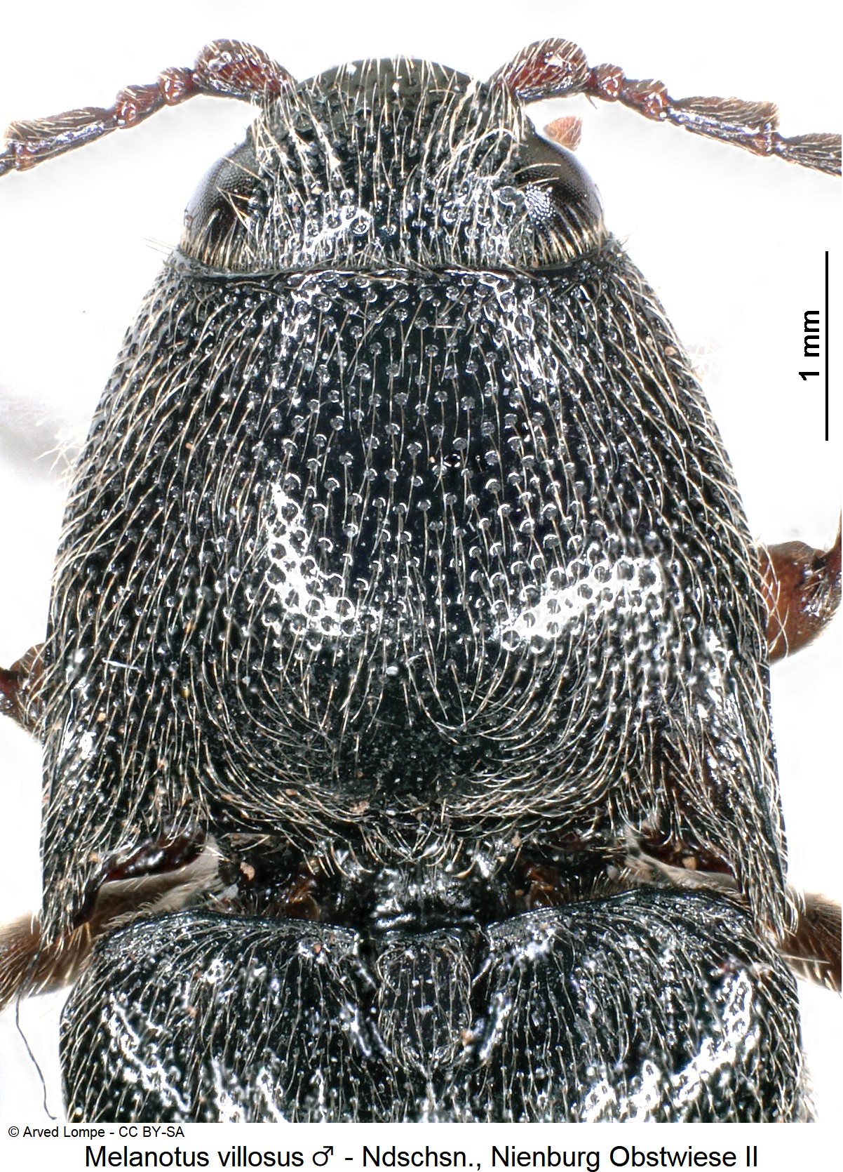 MELANOTUS VILLOSUS