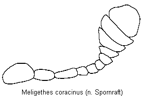 MELIGETHES CORACINUS