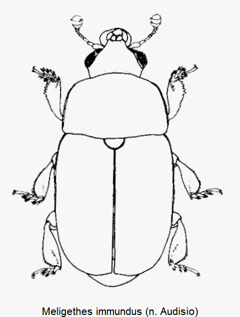 MELIGETHES IMMUNDUS