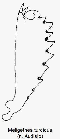 MELIGETHES TURCICUS