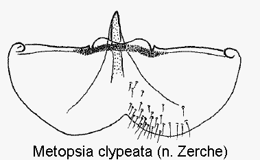 METOPSIA CLYPEATA