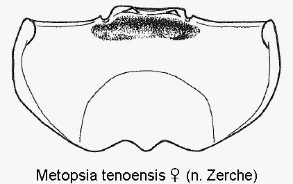METOPSIA TENOENSIS