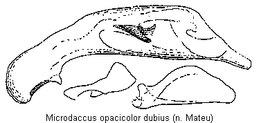 MICRODACCUS DUBIUS
