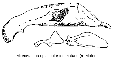 MICRODACCUS INCONSTANS