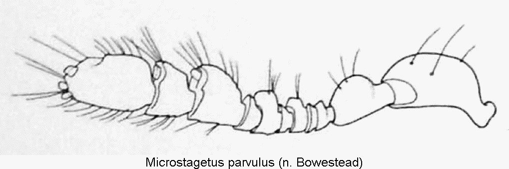 MICROSTAGETUS PARVULUS