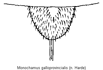 MONOCHAMUS GALLOPROVINCIALIS