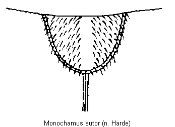 MONOCHAMUS SUTOR