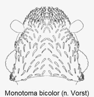 MONOTOMA BICOLOR