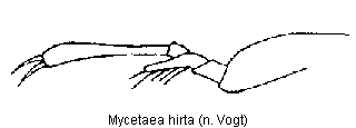 MYCETAEA HIRTA