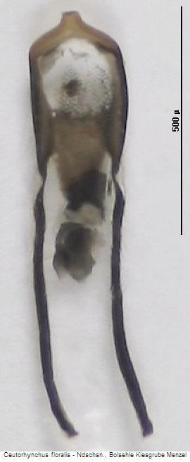 NEOSIROCALUS FLORALIS