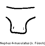 NEPHUS 4-MACULATUS