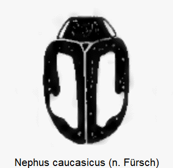 NEPHUS CAUCASICUS