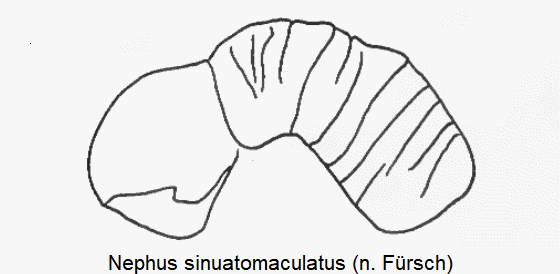 NEPHUS SINUATOMACULATUS