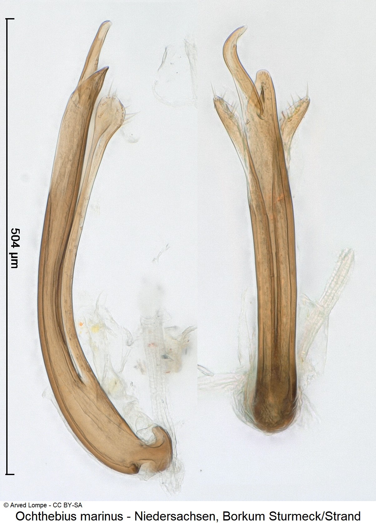 OCHTHEBIUS MARINUS