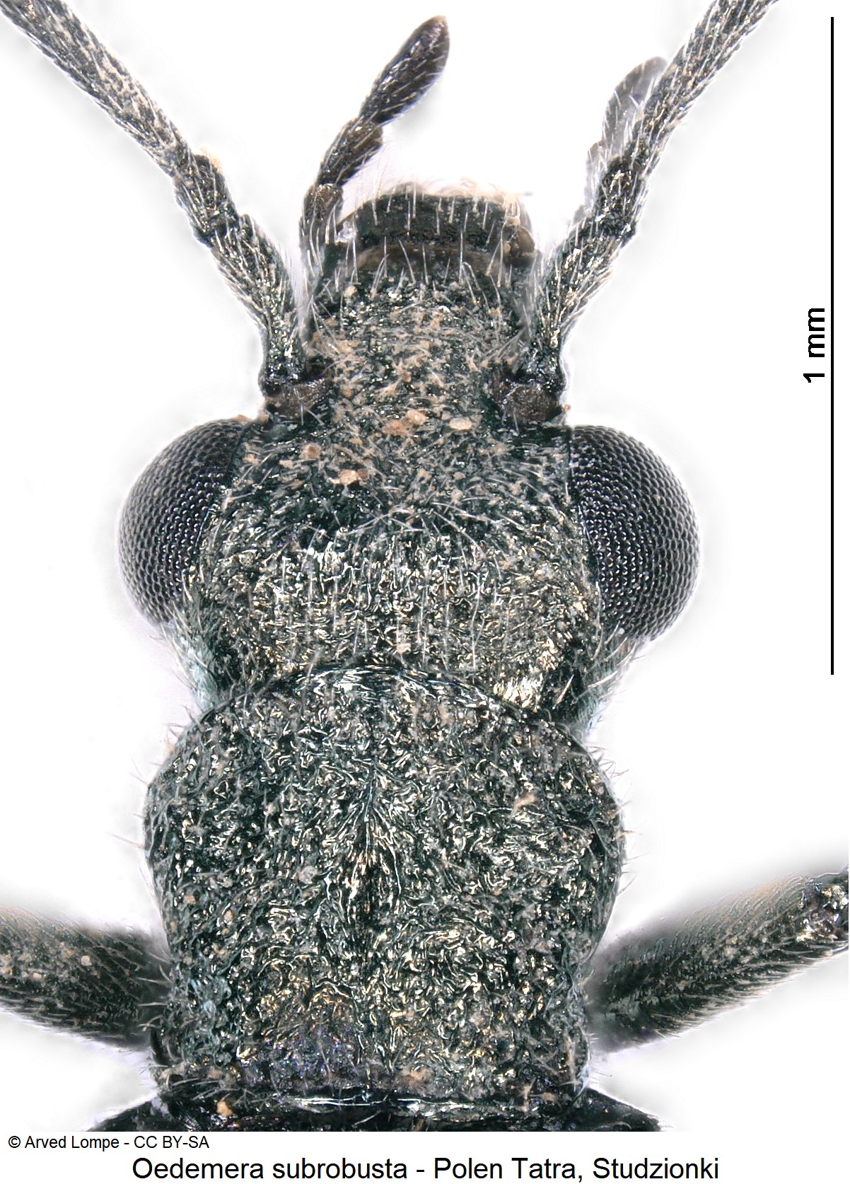 OEDEMERA SUBROBUSTA
