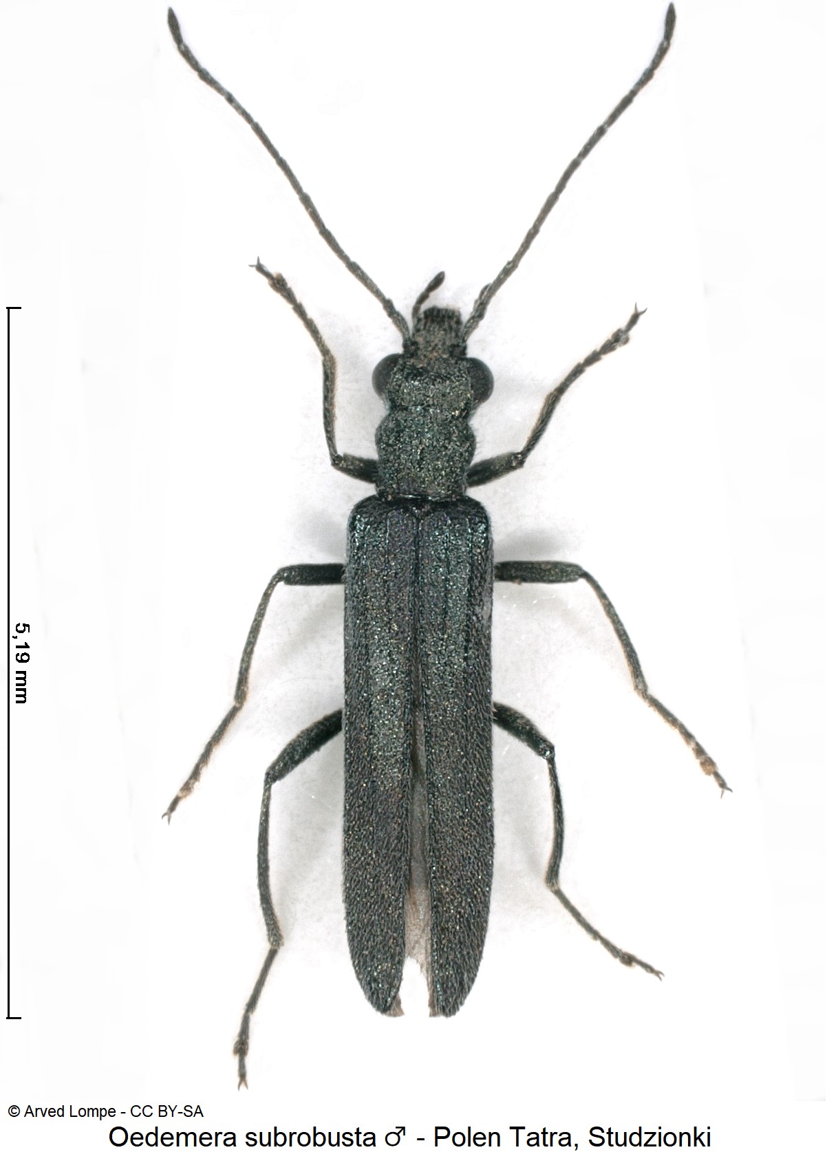 OEDEMERA SUBROBUSTA