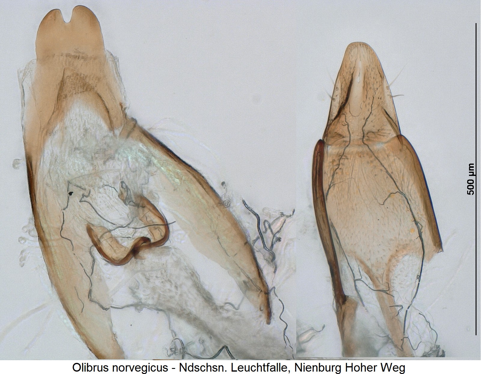OLIBRUS NORVEGICUS