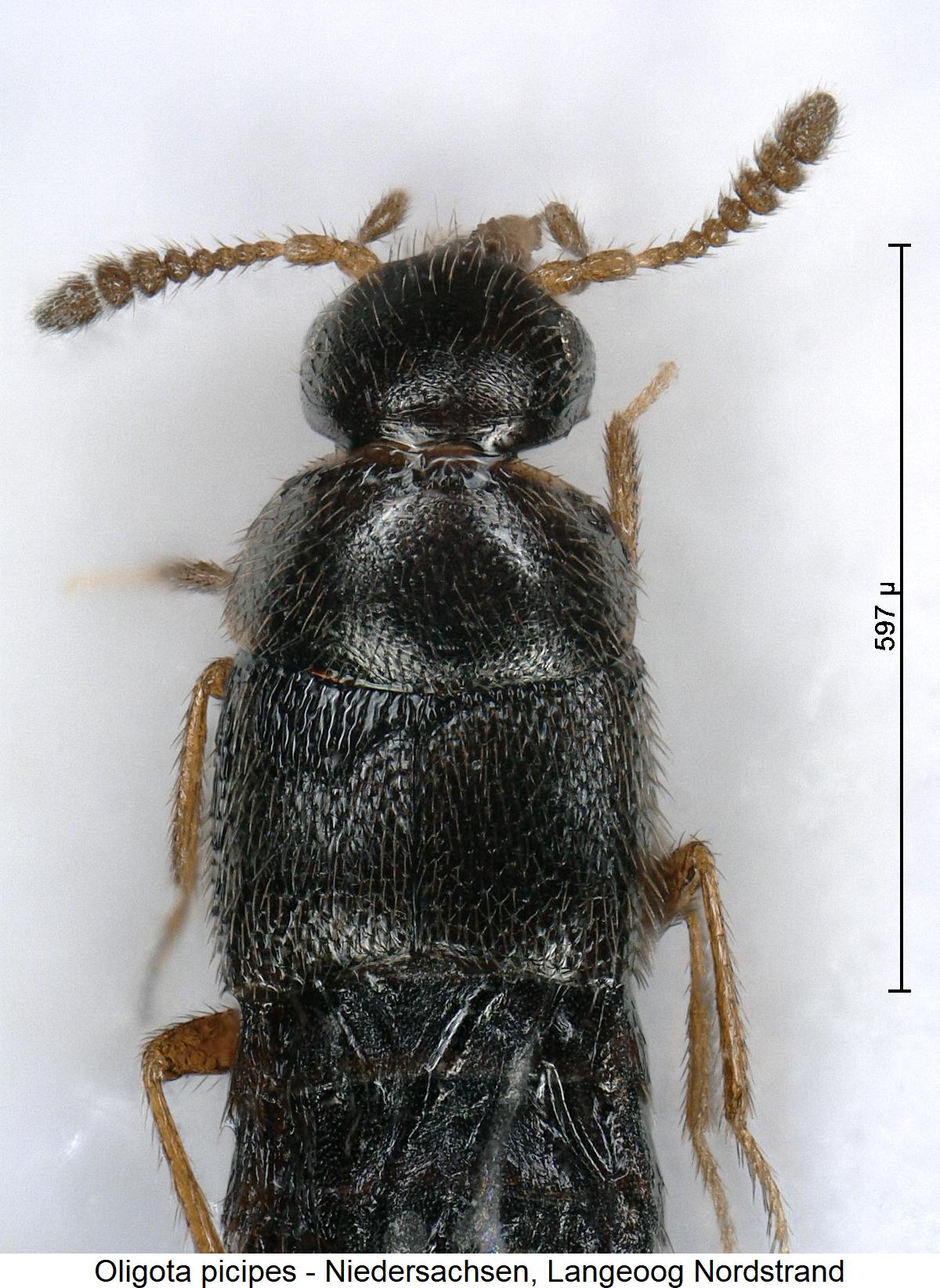 OLIGOTA PICIPES