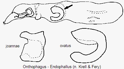 ONTHOPHAGUS ENDOPHALLUS