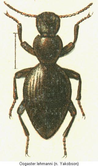 OOGASTER LEHMANNI
