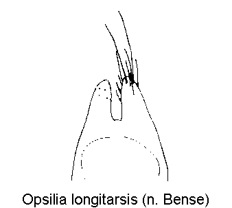 OPSILIA LONGITARSIS