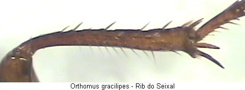ORTHOMUS GRACILIPES
