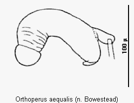 ORTHOPERUS AEQUALIS