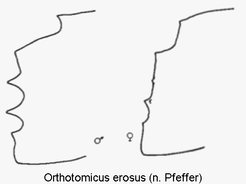 ORTHOTOMICUS EROSUS