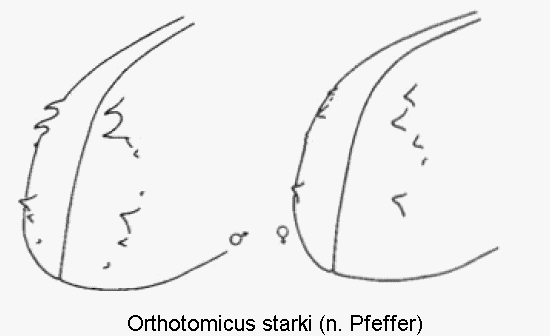 ORTHOTOMICUS STARKI