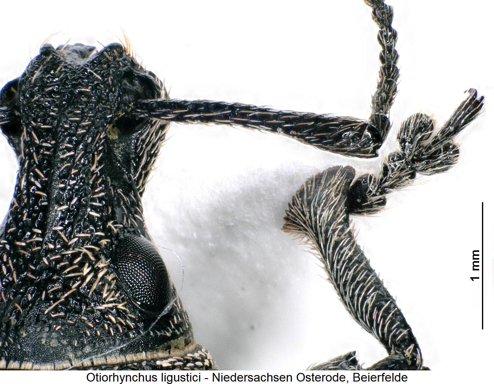 OTIORHYNCHUS LIGUSTICI