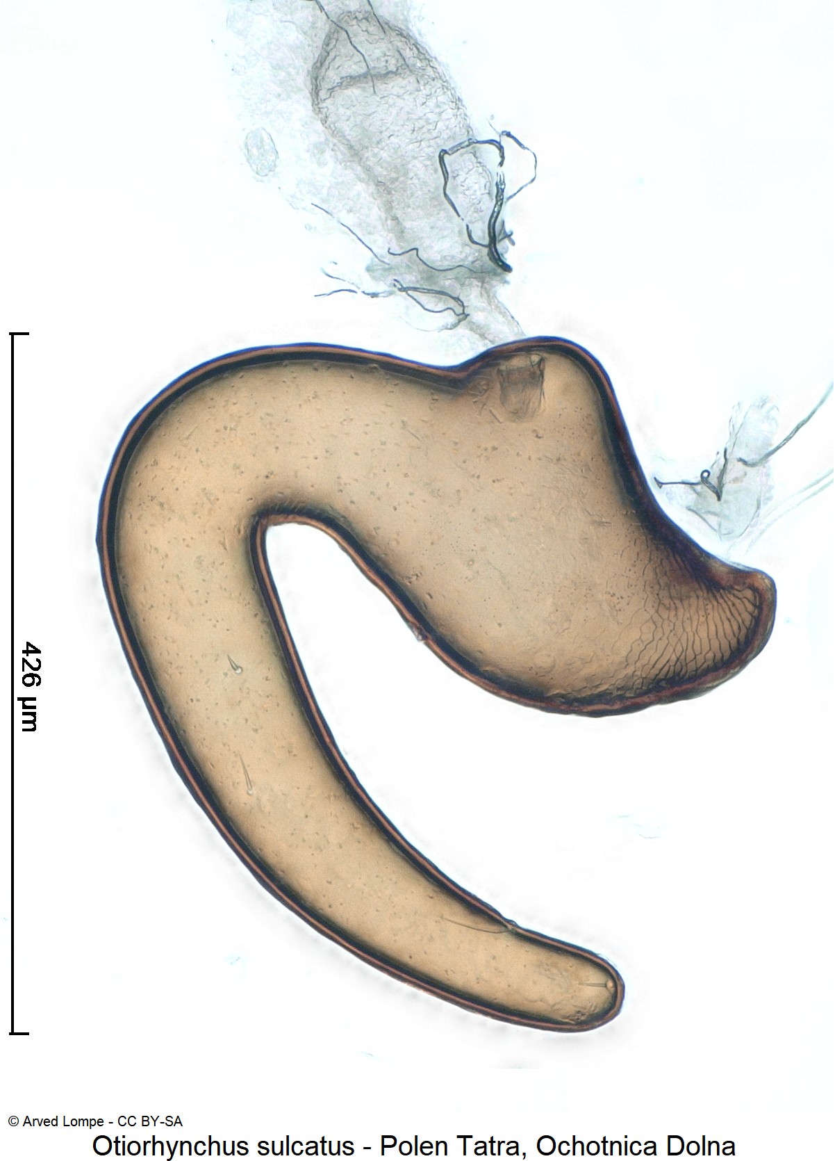 OTIORHYNCHUS SULCATUS