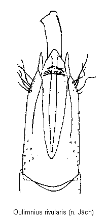 OULIMNIUS RIVULARIS