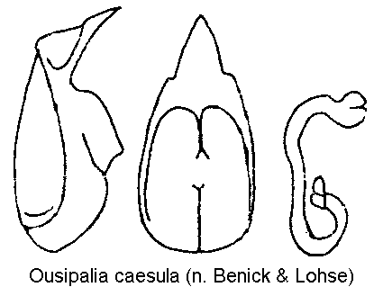 OUSIPALIA CAESULA