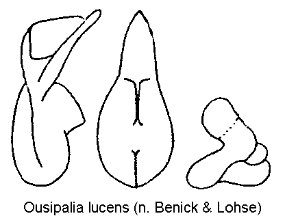 OUSIPALIA LUCENS