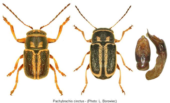 PACHYBRACHIS CINCTUS