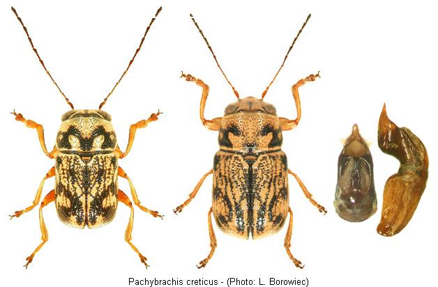 PACHYBRACHIS CRETICUS