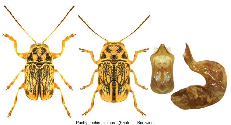 PACHYBRACHIS EXCISUS