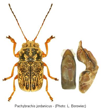 PACHYBRACHIS JORDANICUS