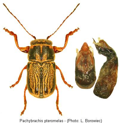 PACHYBRACHIS PTEROMELAS