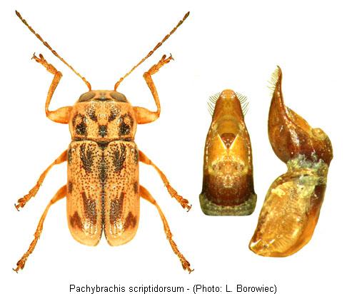 PACHYBRACHIS SCRIPTIDORSUM