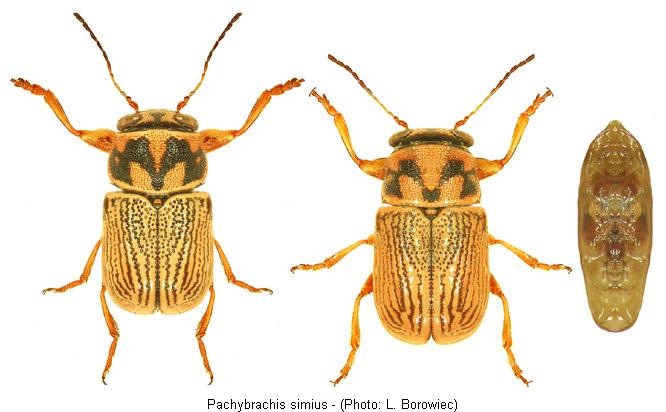 PACHYBRACHIS SIMIUS