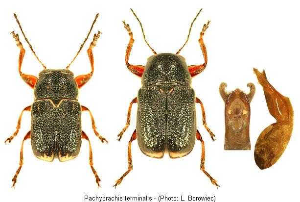 PACHYBRACHIS TERMINALIS