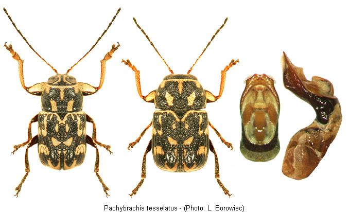 PACHYBRACHIS TESSELATUS