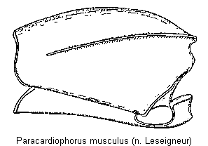 PARACARDIOPHORUS MUSCULUS